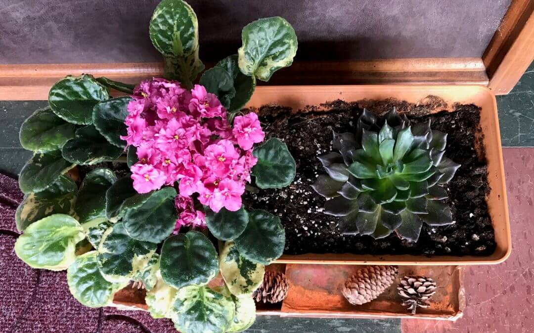 Image of blooming pink African violet flowers in a rectangle planter